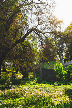 Multiple overgrown trees leaning on and over fences